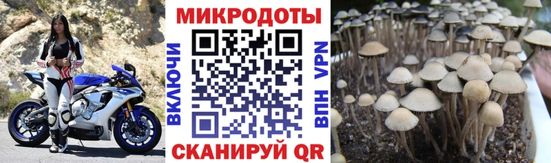 Псилоцибиновые грибы Psilocybe  Давлеканово 